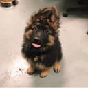 ClementTsang GitHub avatar