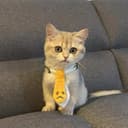 Evil0ctal GitHub avatar