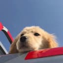 Lum1104 GitHub avatar