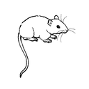 Panonim GitHub avatar