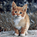 aymericdamien GitHub avatar