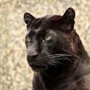 bghira GitHub avatar