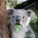 d-kuro GitHub avatar