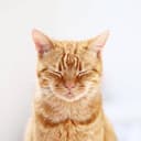 op7418 GitHub avatar