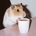 rafalp GitHub avatar