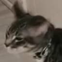 rodber GitHub avatar