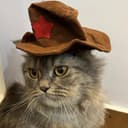 safishamsi GitHub avatar