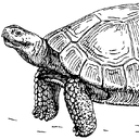 tortoise GitHub avatar